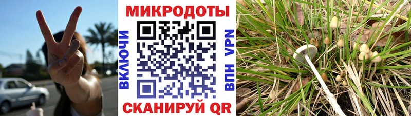 где купить наркотик  Нюрба  Псилоцибиновые грибы Cubensis 